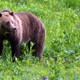 A grizzly bear roams near Yellowstone National Park.